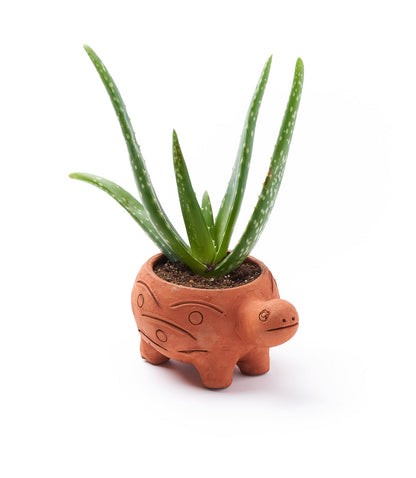 Large Terracotta Turtle Planter