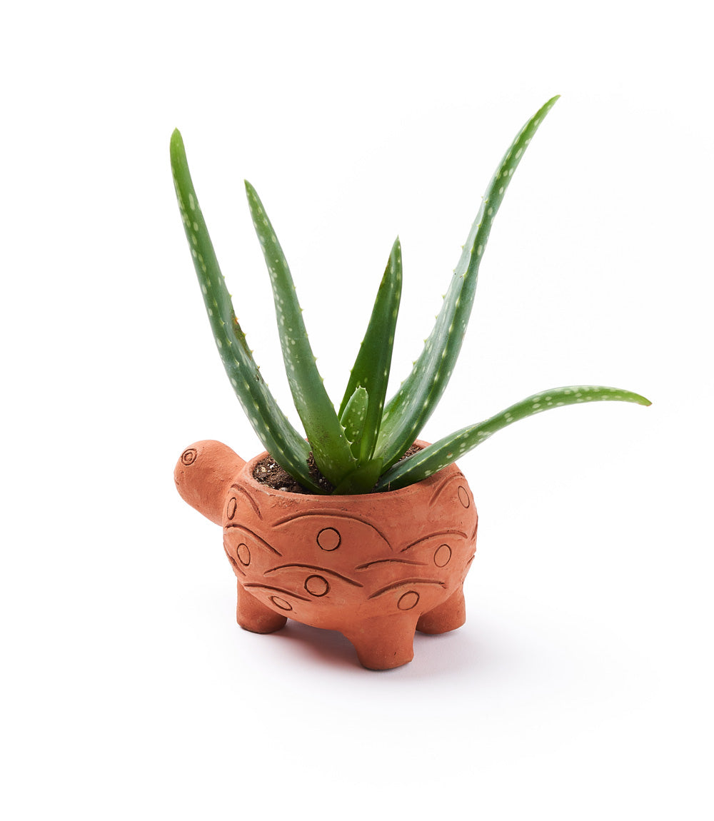 Large Terracotta Turtle Planter - Image 2